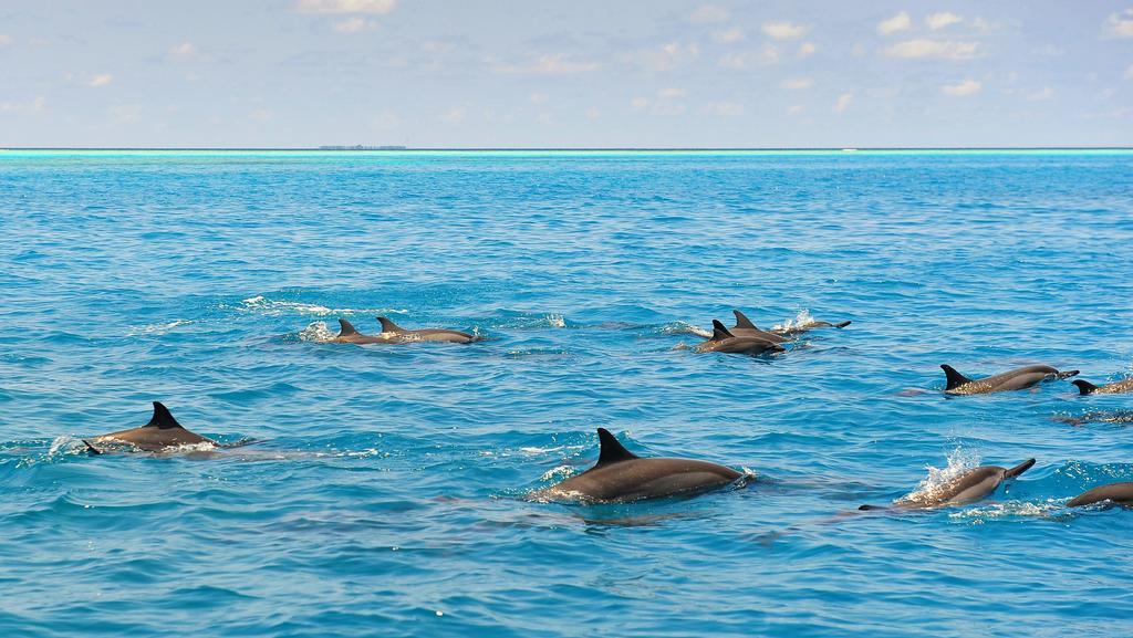 Kuredhi Beach Inn Maafushi Kültér fotó